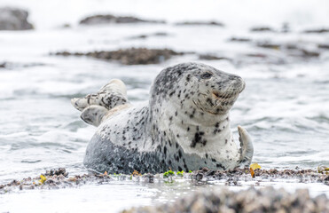 harbor seal, Oregon Coast, US © Hodossy