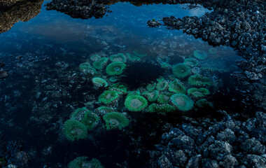 tide pool with a group of Giant Green Anemone, Seal Rock Oregon, US