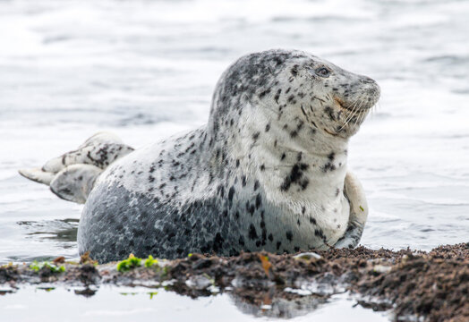 Harbor Seal, Oregon Coast, US