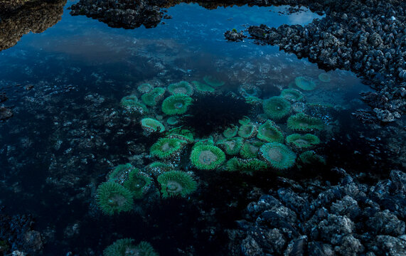 tide pool with a group of Giant Green Anemone, Seal Rock Oregon, US