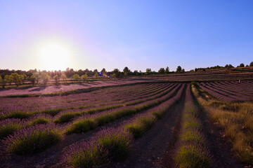 Fototapeta na wymiar A low lavender field and blue sky