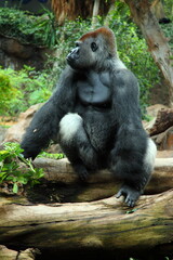 Gorilla sits on the top of a tree in the jungle