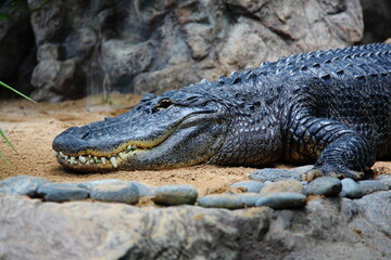 crocodile on the river bank