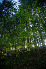 Fototapeta premium Dichter mythischer Wald mit hohen Bäumen und Sonnenstrahlen die durchscheinen