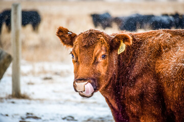 Red Angus Cow in Snow