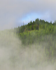 Steamy tree line at dawn at Yellowstone National Park, Wyoming