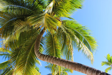 palm tree in the sky