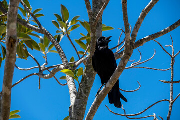 Australian Raven (Corvus coronoides)