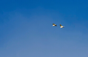 Little Corella (Cacatua sanguinea)