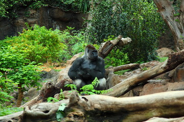 Gorilla sits on the top of a tree in the jungle