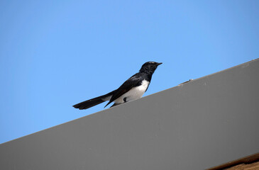 Willie Wagtail (Rhipidura leucophrys)