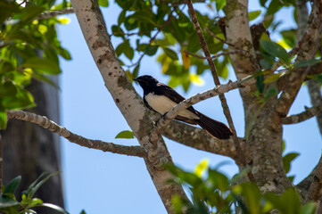 Willie Wagtail (Rhipidura leucophrys)