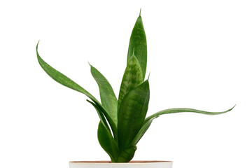 Sansevieria moonshine houseplant. Indoor plants on a white background. Silver leaf plant