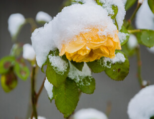 Yellow Rose Under Snow