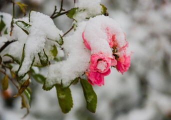 Pink Roses Under Snow
