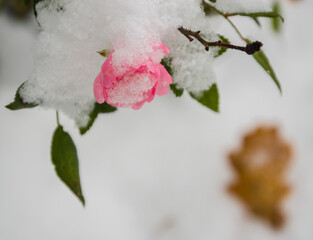Pink Rose, Yellow Leaf and Snow