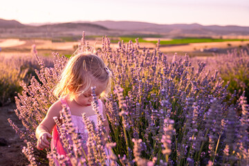 Child in a pink dress runs through a lavender field. Toddler enjoys a sunny summer day and flowers. Peaceful landscape with mountains