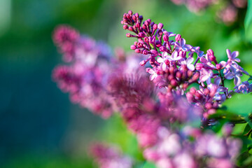 pink flowers in the garden