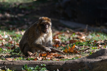 Barbary ape picks up dry leaves