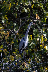 The grey heron (Ardea cinerea) in the bush