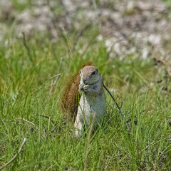 Cape ground squirrel, Xerus inauris, in Namibia.