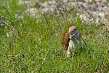 Cape ground squirrel, Xerus inauris, in Namibia.