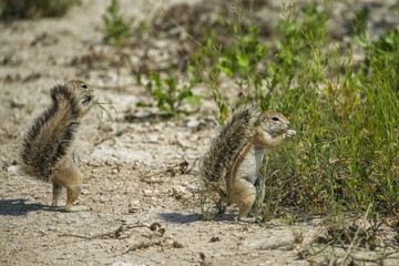 Cape ground squirrel, Xerus inauris, in Namibia.