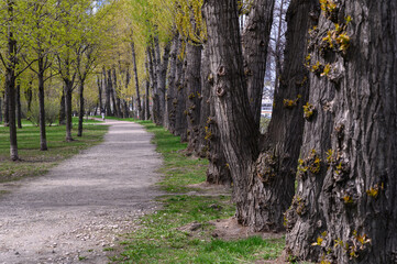 Green alley with trees in the park