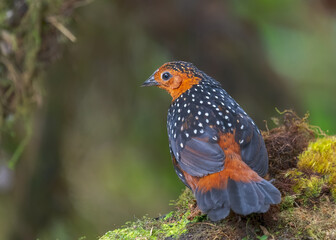 Ocellated Tapaculo, Acropternis orthonyx