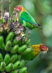 Rose-faced Parrot, Pyrilla pulchra