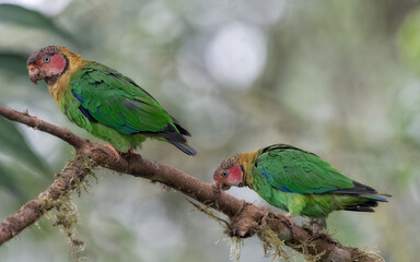 Fototapeta na wymiar Rose-faced Parrot, Pyrilla pulchra