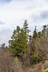 spring, a natural mountain park, walks in the bosom of nature in the early morning.