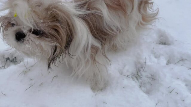 Shih Tzu dog playing in the snow on the street