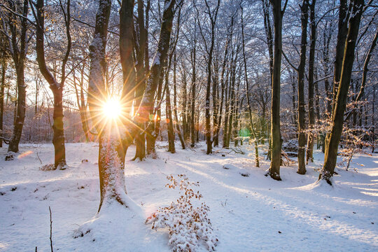 winterwald