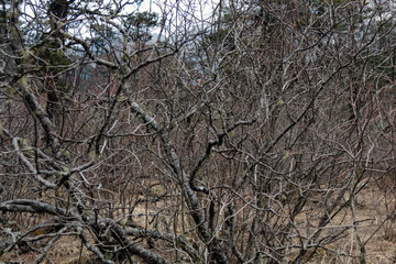 Dry weathered tree branches. Winter wallpaper. Close up.