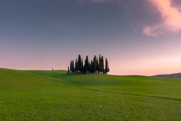 Group of cypresses on the green hill of Tuscany countryisde,  Italy - obrazy, fototapety, plakaty