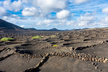 Landscape of the volcanic vineyards of La Geria, in Lanzarote, Canary Islands,  Spain