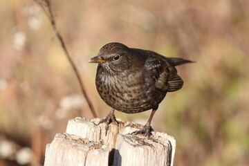 Female Blackbird (turdus merula) making the most of mealworms on a fence post.