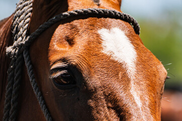 Detalle de la cabeza de un caballo de polo argentino