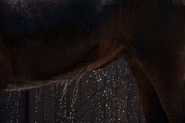 Imagen de un caballo refrescándose en el establo. - obrazy, fototapety, plakaty