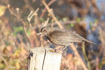 Female Blackbird (Turdus Merula) eating mealworms on the fence post.
