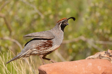 A male Gambel's quail has just hopped up onto a red sandstone boulder. He's in mid step with his wings partly extended. An out of focus creosote bush makes up the background.