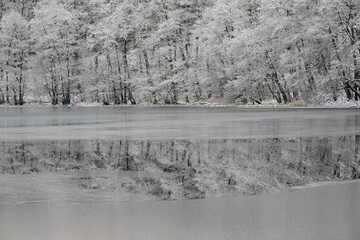 Black and white scenery of winter lake and forest on misty day