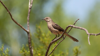 A Northern Mockingbird perches on a bare creosote branch in the summer sun with out of focus greenery in the background.