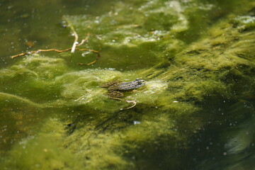 Small green frog sitting and swimming in pond