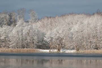 Row of snowy trees by lake in sunny winter day