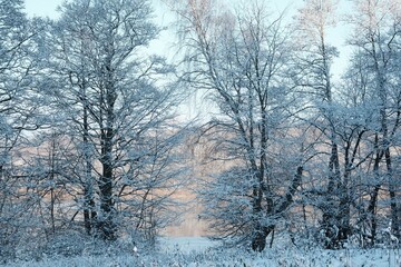 Row of snowy trees by lake in sunny winter day