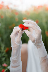 Women's hands in white gloves in a large field of poppies. High quality photo