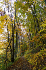 Wonderful and idyllic hiking trail in autumn