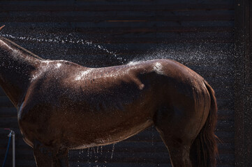 Un caballo recibe un baño refrescante en el establo